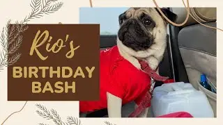 HAPPY BIRTHDAY RIO || Rio's Second Birthday || #RioTheLion || #Riodiaries🐾