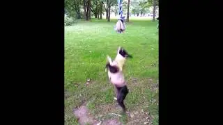 Boston Terrier learns areal rope :)