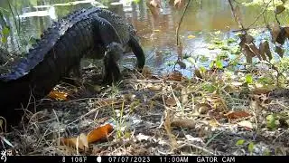 THIEVES STOLE TWO OF MY BROWNING TRAIL CAMERAS!