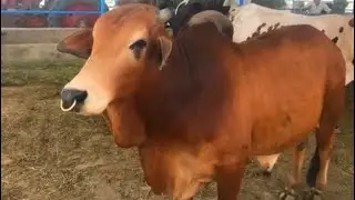 Pure Red Bull | SIndhi Red Bull