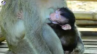Funniest a moments baby meet animals - life funny wildlife video 2021 | Animal Fans