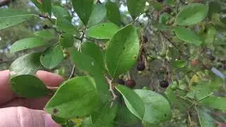 Wild huckleberry tree - excellent survival food