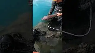 Rainbow Trout Love #alaska #wild #trout #fishing