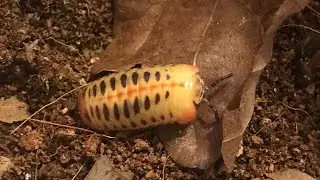 setting up  enclosure for my candy pill bugs