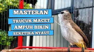 Suara Burung TRUCUKAN gacor TARUNG ROPEL PANJANG pancingan trucukan agar JADI trucuk gacor EMOSI