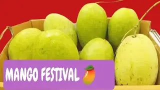 Mango 🥭🥭 festival