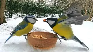 Great Tits, Blue Tits and a Cup of Peanuts in Winter Snow [4K with Liszt]