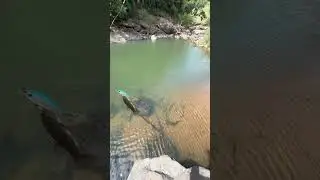Traira na isca artificial !!🎣👏#pesca #pescaesportiva #trair&atilde;o #peixes #iscaartificial #fishing