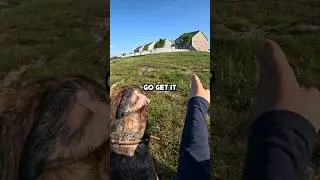 Dog Attacks Birds!