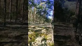 October 29#walk#forest# news#nature#hiking #dog#travel#virtual walk#nature sounds#2023