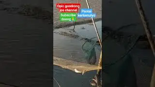 amazing fishing#youtuber#uniquefishing#net#netfishing#fisherman#anco#branjang#tangkul#hancau#shorts