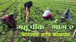 गहू पीक भांगलण आणि कोळपण । Bhanglan Kolpan । Breakdown and Decay
