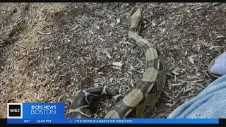 Boa constrictor on the loose in Lexington
