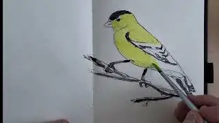 Yellow Bird Sketch in line and wash watercolor painting.