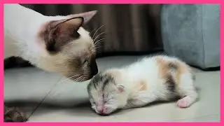 Милые котята! 5-дневные слепые котята очаровательны / День 5