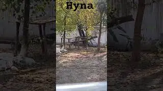 HYNA IN ZOO #hyena #animals #wildlife #babyhyena #wildanimals #spottedhyena #wildanimalsounds