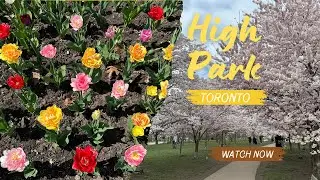 High Park Tulips 🌷 | Toronto Spring Blooms Travel Vlog 🇨🇦