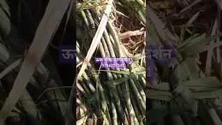 ऊस लागवड केली/एकरी 100टन + उत्पन्न मार्गदर्शन 💯%/ मिळेल संपर्क  9764257341