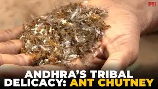 Ant Chutney: A tribal delicacy rooted in tradition and health in Andhra&rsquo;s tribal communities