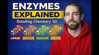Enzymes Explained: The Most Misunderstood Tool in Professional Detailing