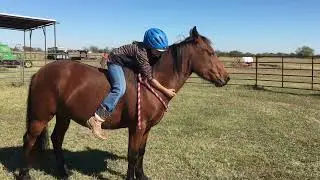 Wild Mustang Annie Bareback/Bridleless