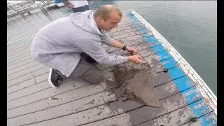 How To Catch and Release a Bat Ray in Newport beach | Fishing Video | Instructional |