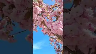 Pause. Breathe. Bloom🌸✨ #SpringBlossoms, #LookAround, #MomentOfCalm, #NatureTherapy