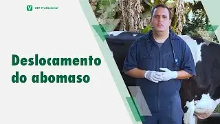Afec&ccedil;&otilde;es comuns em bovinos - deslocamento de abomaso