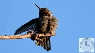 National (US) Hummingbird Day