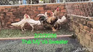 2/2/2026 Thái Mỹ Và Sweater | Ae Thấy Hop LH 