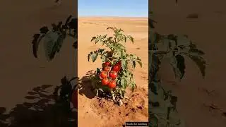 #trending #animalrescue #ai #cover #grow #cow
