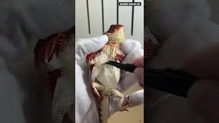 ASMR! The Crispy Peel Bearded Dragon Shedding 1 #beardeddragon #shedding #lizard  #asmr #lizard