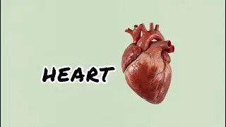 Viscera of Heart