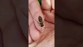 Differences between Japanese honeybees (Apis cerana japonica) and Western honeybees.