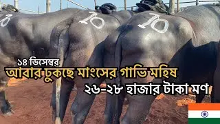 ১৪ই ডিসেম্বর রবিবার | আবার ঢুকছে মাংসের গাভি মহিষ | সিটি হাট রাজশাহী 