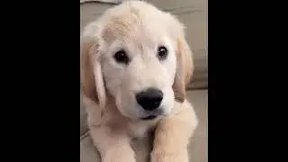#funnyanimal #viralvideo #puppy #pets #india #instagram #islam #video #reels #funnydog #funnypet #fb