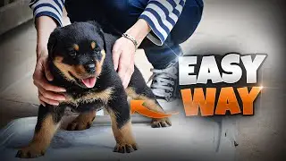 Top Secrets to Rottweiler Potty Training: Say Goodbye to Accidents!