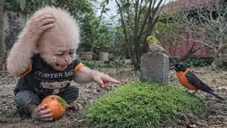 You Won’t Believe What This Little Monkey Did at His Wild Bird Friend’s Grave