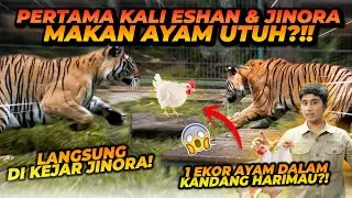 PERTAMA KALI ESHAN & JINORA DIKASIH AYAM UTUH ! TAPI MALAH INI YANG TERJADI !!