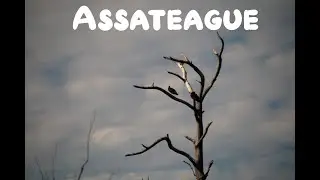 Assateague, Chincoteague Ponies, Deer, Beach, Trails, VA, MD, National Seashore, Visitors Center
