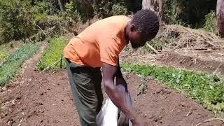 Preparing a seed bed for cauliflower seeds