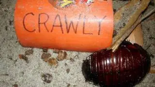 Gross Pet? Giant Burrowing Cockroaches - Crawly and family