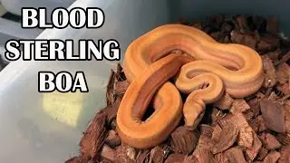 GENES THAT MAKE THE MOST SPECTACULAR BOAS