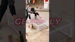 World's Best Pigeon Trap!