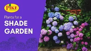 Plants for a Shade Garden