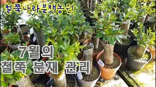 철쭉분재 7월의관리입니다.