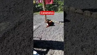 caramelos mais amados do brasil