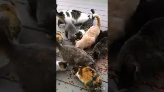 SEDEKAH SUBUH KEPADA KUCING DIDOAKAN MALAIKAT