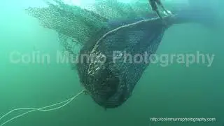 Trawl Footage 2011 5 2 42s  A trawl net being hauled at the end of a tow. underwater view.