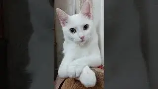 3 Warna kucing kampung langka yang banyak diincar para pecinta kucing#shorts